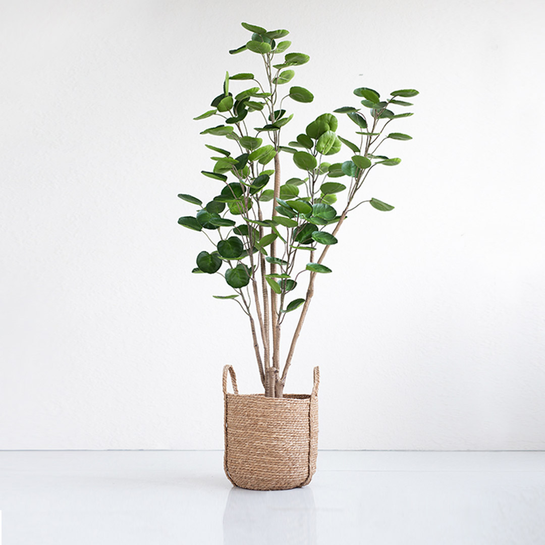 Soga 150Cm Plastic Potted Polyscias Scutellaria Plant Home Garden Artificial Tree, Home Decor, Home &Amp; Living, Home Decor, Artificial Plants, , ,  - Nz Depot 4