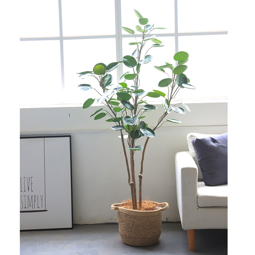 Soga 150Cm Plastic Potted Polyscias Scutellaria Plant Home Garden Artificial Tree, Home Decor, Home &Amp; Living, Home Decor, Artificial Plants, , ,  - Nz Depot 5