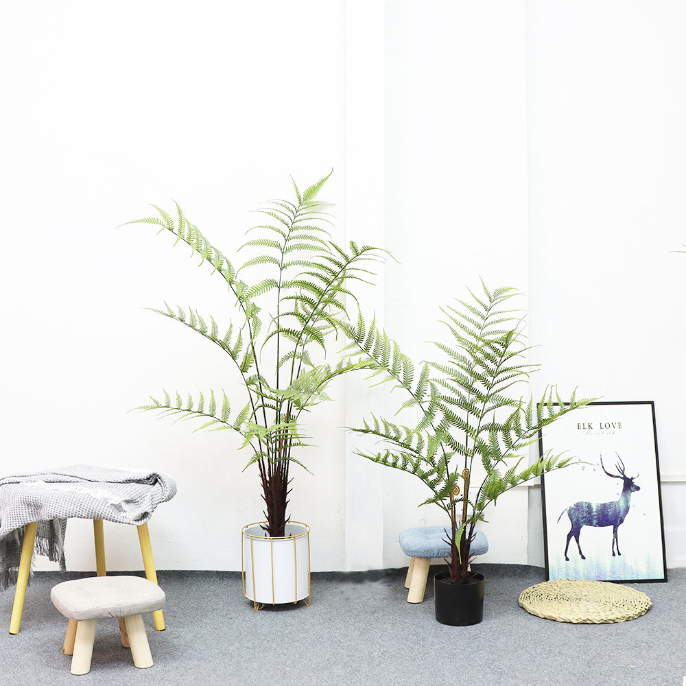 Indoor Plants - Nz Depot